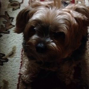 Meet your Posher, Shirley